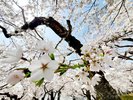函館五稜郭公園の桜(2024年)