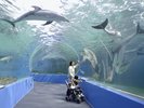 【のとじま水族館】ジンベエザメなど能登半島近海に回遊・生息する生きものを中心に展示。