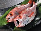 【のどぐろ】金沢を代表する魚です。炙りのどぐろ丼がおすすめ!