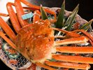【ズワイガニ(加能蟹、香箱ガニ)】11月上旬に解禁される冬の味覚!オス「加能ガニ」、メス「香箱ガニ」