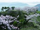 竹田城跡(ホテルから車で30分):竹田城跡と桜が織りなす春の風景。