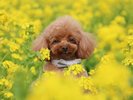 【小土肥/菜の花舞台】春は菜の花が咲き誇る特設舞台で、限定公演が見られます(一例)