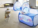 【屋内遊び場】遊び心くすぐる、おもちゃ豊富なドッグスペース