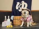 【フォトスポット】わんちゃん用の衣装も多数ご用意