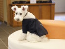 【愛犬用作務衣】愛犬もくつろげる、温泉旅スタイルをご用意
