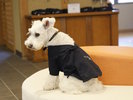 【愛犬用作務衣】おろそい気分で、西伊豆旅を満喫♪