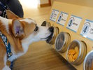 【おやつワゴン】わんちゃんが匂いを嗅げる窓付き