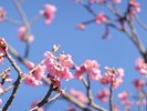 【土肥桜】日本でいち早く春を告げる早咲きの桜