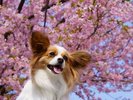 【土肥桜】愛犬とのお花見にもおすすめ