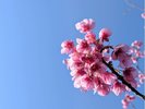 【土肥桜】濃いピンク色が美しい冬の風物詩