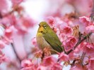 【土肥桜】冬の西伊豆を彩る可憐な花景色