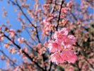 【土肥桜】一足早い春を楽しむ桜スポット
