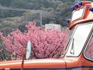 【伊豆の踊子号】写真映えも楽しめるレトロバス