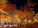 【修善寺】幻想的な紅葉ライトアップを満喫