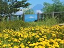 【恋人岬】四季折々の花々が彩る