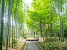 【修善寺/竹林の小径】青竹に囲まれた癒しの散策路