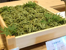 一口茶そば