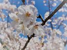 �����炫�ւ�G�߁A����������̒��߂͕K���I