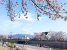 徒歩1分de愛ひろばには、約200本のソメイヨシノが咲き誇ります。