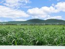 ホテルの隣には雄大なサトウキビ畑がひろがっています