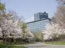 春:満開の桜でお花見も!