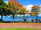 10月上旬の洞爺はまだ紅葉が始まったばかりです