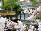 【松乃湯前の桜】