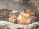 カピバラさんの温泉(冬季限定:シャボテン動物公園)