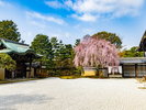 高台寺 満開のしだれ桜