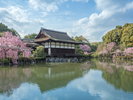 平安神宮 桜