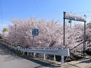 十石舟乗船場(京都市伏見区)の桜