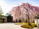 京都府高台寺 満開のしだれ桜