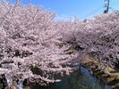 世界遺産京都市醍醐寺 雪の太鼓橋と弁天堂