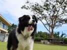 青空の下でDOG PARKを満喫♪
