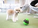 屋内プレイスペースで遊んじゃおう♪