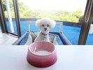 愛犬用ドリンクをご用意しております