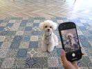愛犬の写真でオリジナルグッズを作ろう