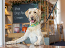 【フリードッグフード】愛犬もうれしい!ドッグフード食べ放題