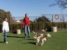 【DOG PARK】オーシャンビューの人工芝ドッグラン