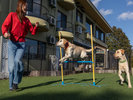 【DOG PARK】アジリティーも豊富にご用意
