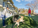 【DOG PARK】アジリティーも豊富にご用意