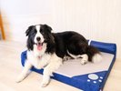 愛犬専用ベッドの貸し出し(大・中サイズ)※写真は大サイズ