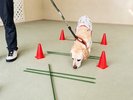 【特定日限定イベント】プロのドッグトレーナーに学ぶ「パズルウォーク体験」