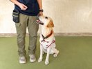 【特定日限定イベント】プロのドッグトレーナーに相談!愛犬お悩み教室