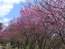 【寒緋桜(カンヒザクラ)】1月中旬から2月下旬にかけて開花。日本一早い桜をお楽しみください @OCVB