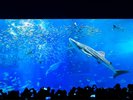 【国営沖縄記念公園(海洋博公園):沖縄美ら海水族館】ホテルから車で約1時間半〜2時間