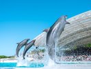 【国営沖縄記念公園(海洋博公園):沖縄美ら海水族館】ホテルから車で約1時間半〜2時間