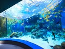 【国営沖縄記念公園(海洋博公園):沖縄美ら海水族館】ホテルから車で約1時間半〜2時間