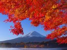 河口湖紅葉
