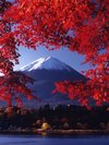 河口湖紅葉